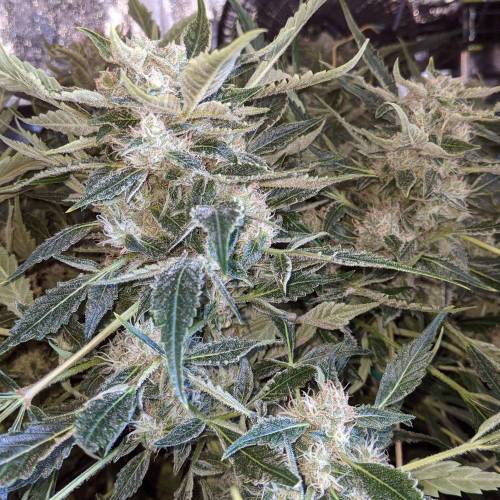 Night Owl Seeds - Shekinah 18.1.2021. Week 6