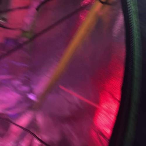 Ayahuasca Purple Soilless Clones