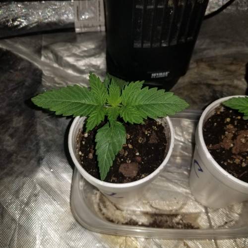 Pineapple chunk . Week 2 - 1/10/20 week 2 of veg