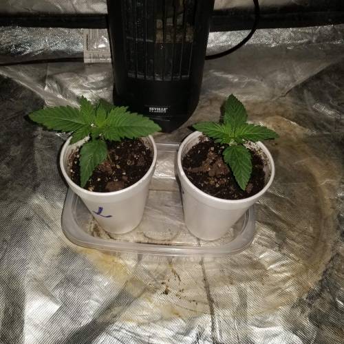 Pineapple chunk . Week 2