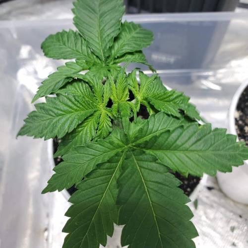 Pineapple chunk . Week 3 - 1/17/20 PC 1