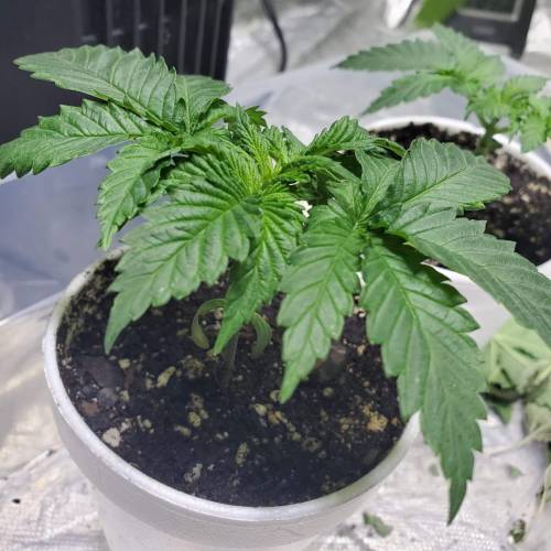 Pineapple chunk . Week 3 - PC1