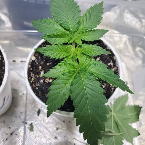 Pineapple chunk . Week 3 - 1/17/20 PC2