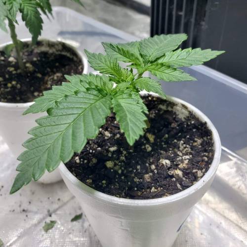 Pineapple chunk . Week 3 - PC2