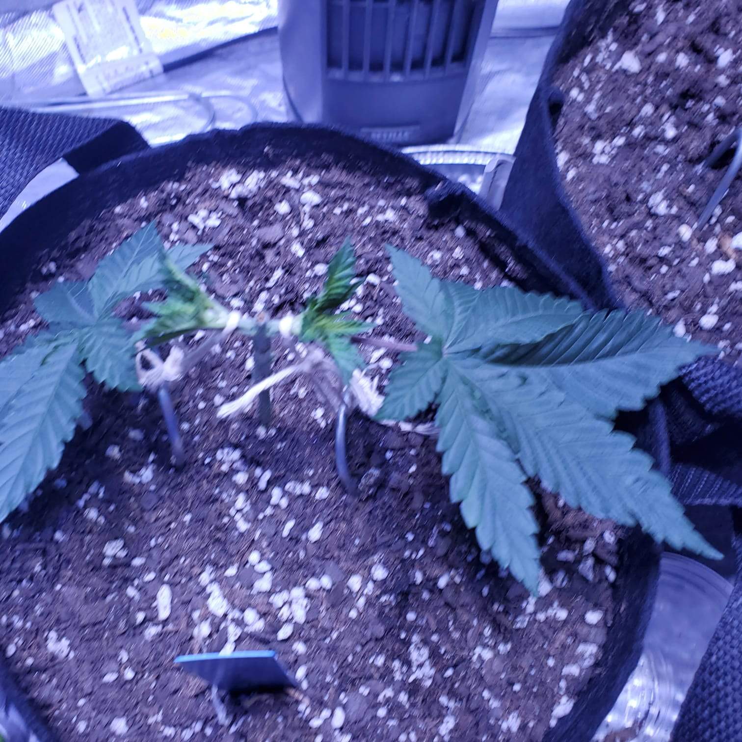 Barney's Farm Pineapple Chunk 2 grow diary (journal) 3 week4 by Lou