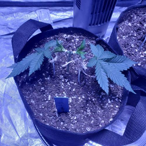 Pineapple chunk . Week 4 - 1/25/20Pc1 day 31 since I popped the seed