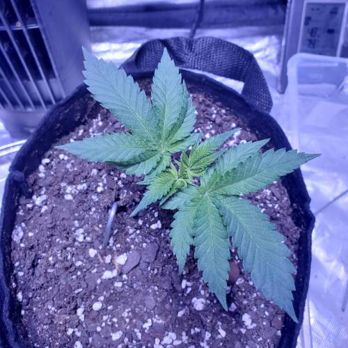 Pineapple chunk . Week 4