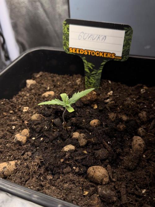 Guava Auto + Triton Biscotto Lime Auto. Week 1