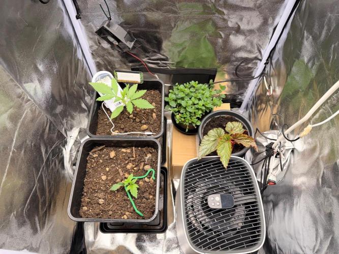 Guava Auto + Triton Biscotto Lime Auto. Week 2