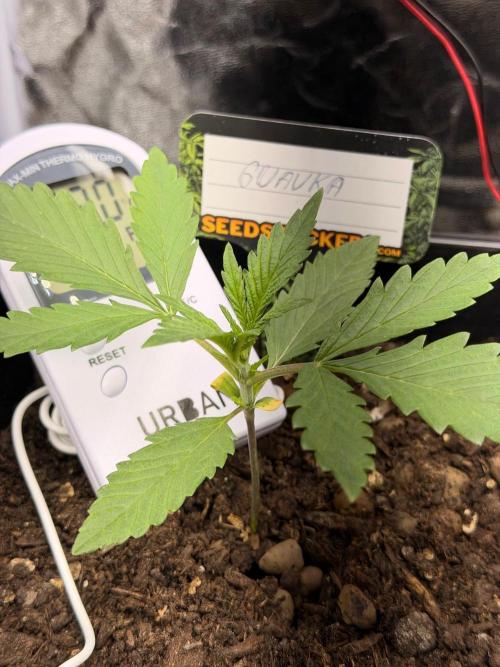 Guava Auto + Triton Biscotto Lime Auto. Week 2