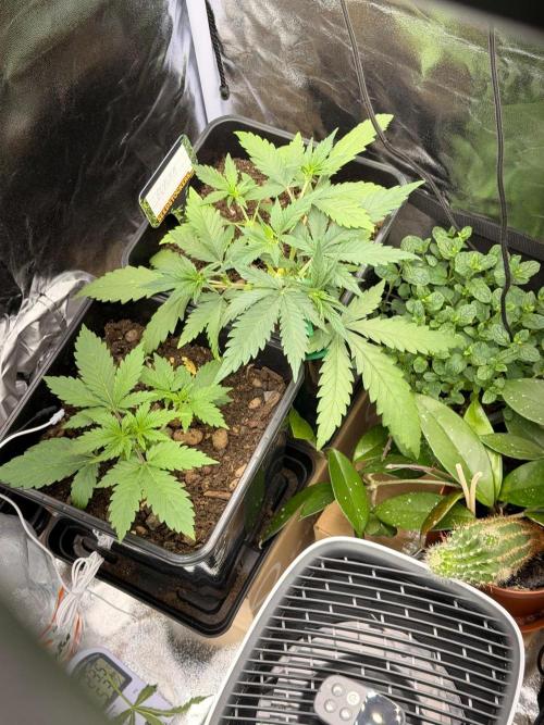 Guava Auto + Triton Biscotto Lime Auto. Week 3