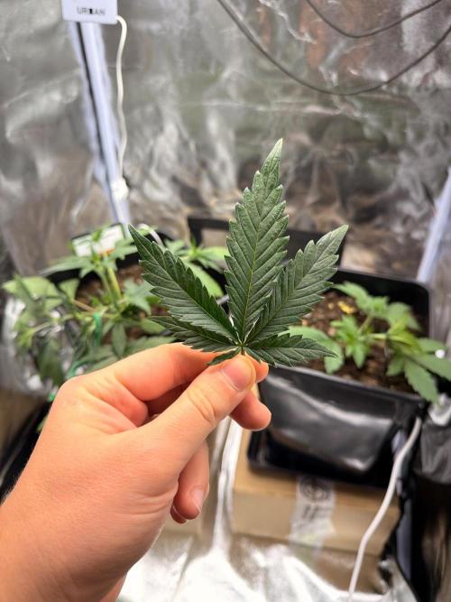 Guava Auto + Triton Biscotto Lime Auto. Week 3