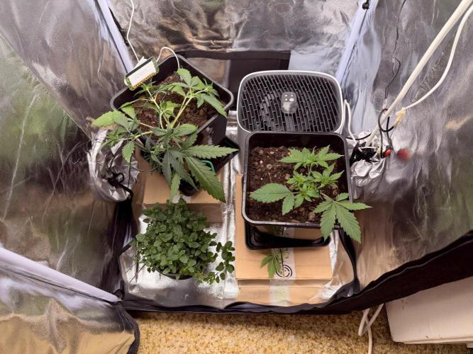 Guava Auto + Triton Biscotto Lime Auto. Week 3