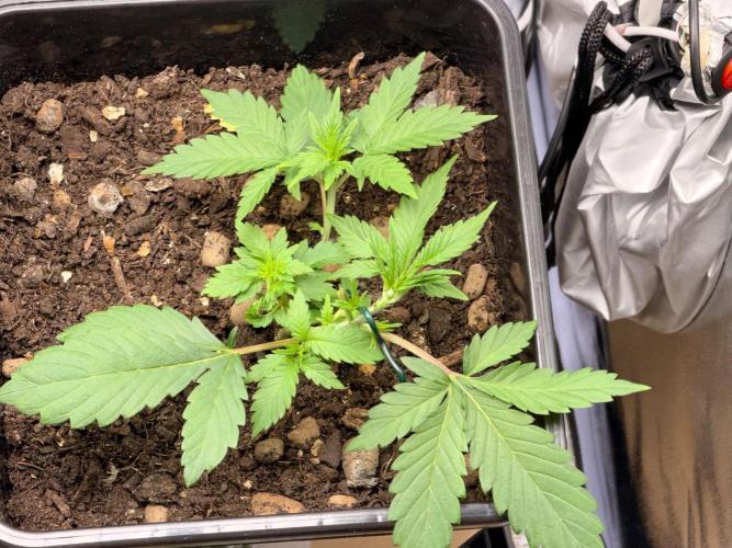 Guava Auto + Triton Biscotto Lime Auto. Week 3