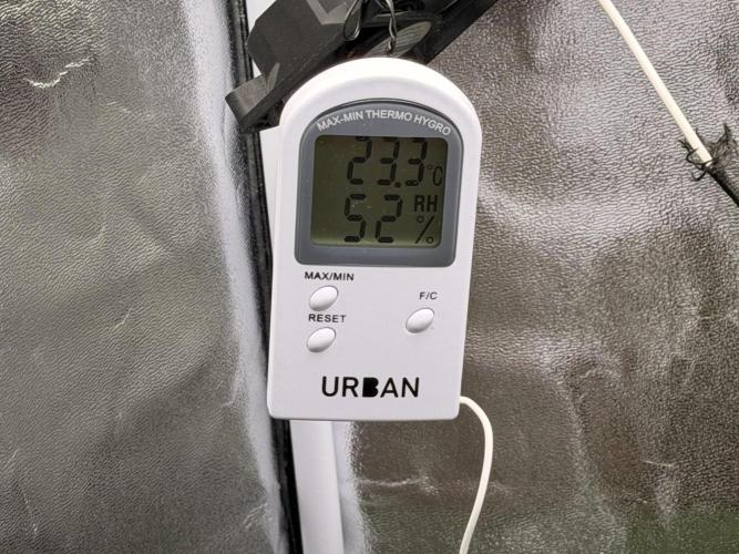 Guava Auto + Triton Biscotto Lime Auto. Week 3