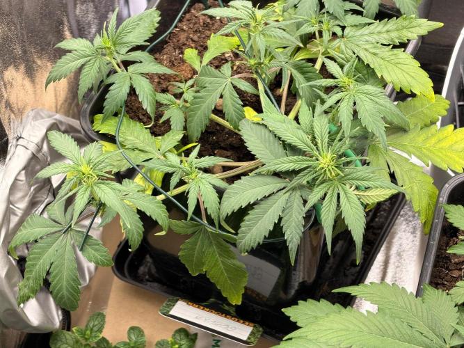 Guava Auto + Triton Biscotto Lime Auto. Week 4