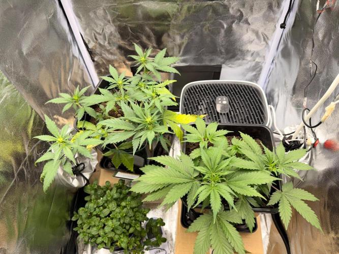 Guava Auto + Triton Biscotto Lime Auto. Week 4