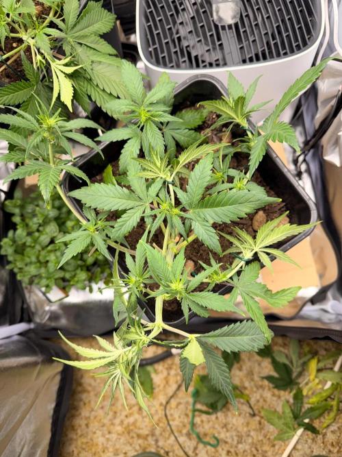 Guava Auto + Triton Biscotto Lime Auto. Week 4