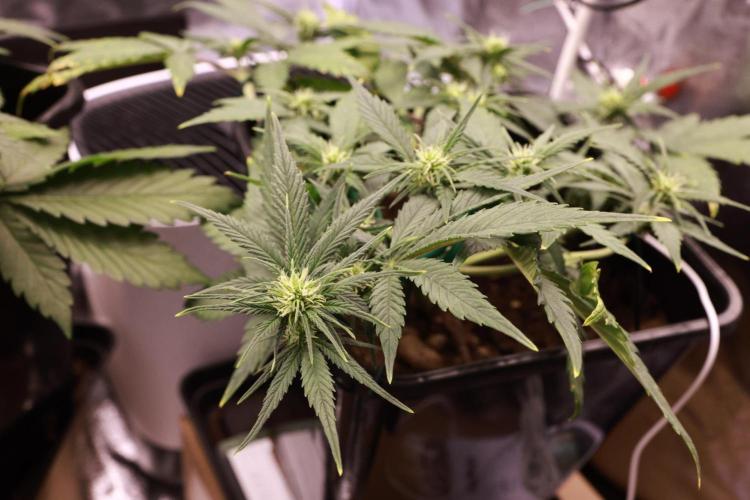 Guava Auto + Triton Biscotto Lime Auto. Week 5