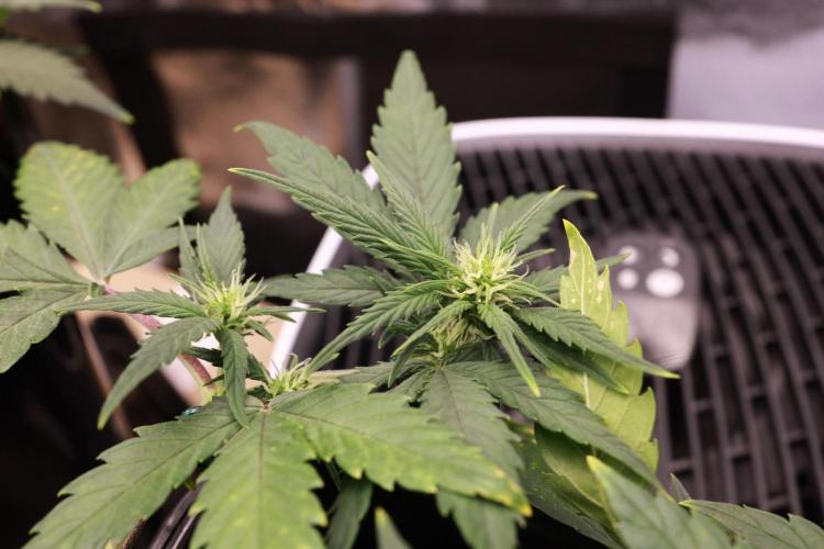 Guava Auto + Triton Biscotto Lime Auto. Week 5