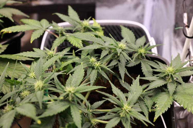 Guava Auto + Triton Biscotto Lime Auto. Week 5