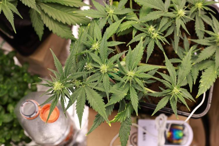 Guava Auto + Triton Biscotto Lime Auto. Week 5