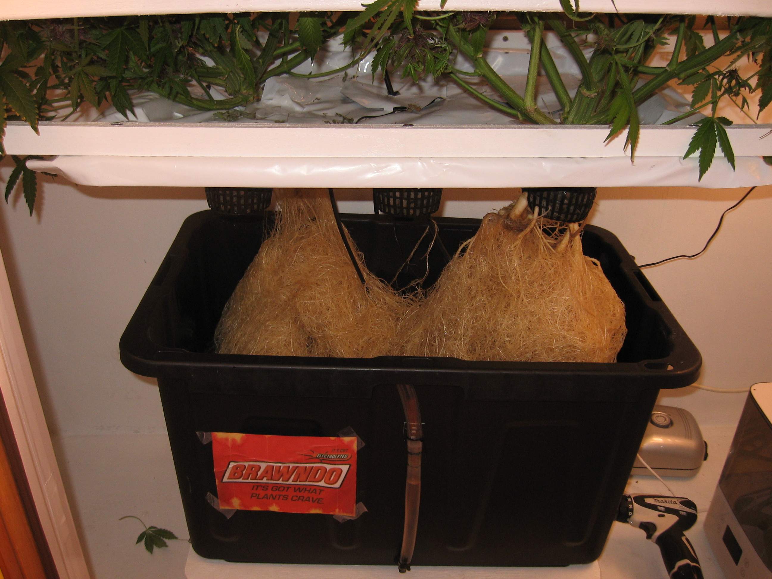 Black Strap / Gnome Automatics photos GrowDiaries