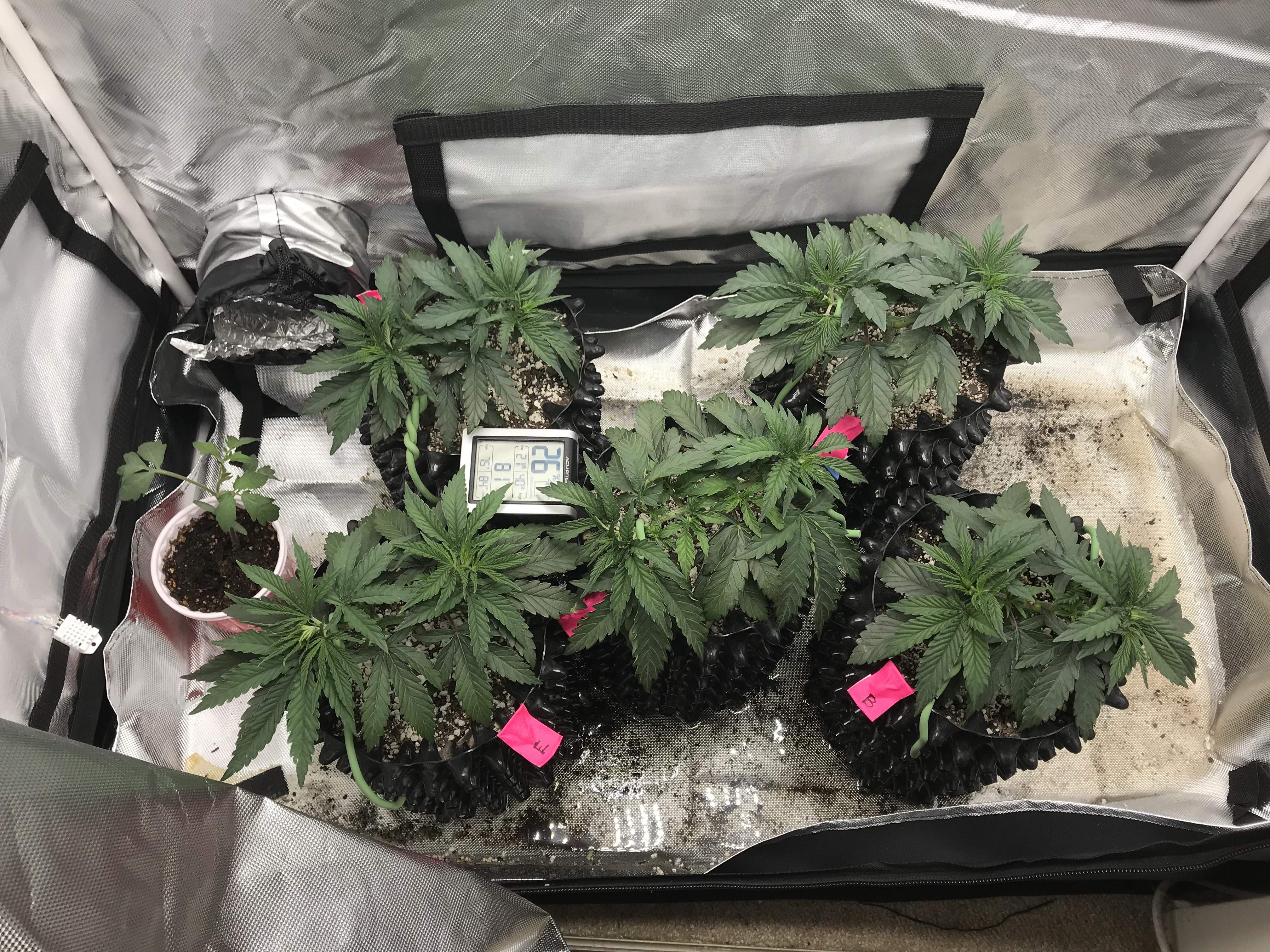 Exotic Cookies & Cream grow diary (journal) week5 by