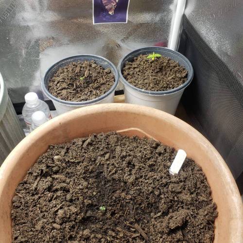 DuckTape . Week 0 - my second time grow,I use blackcow Dirt,Alaska Fish Fertilizer in my water.