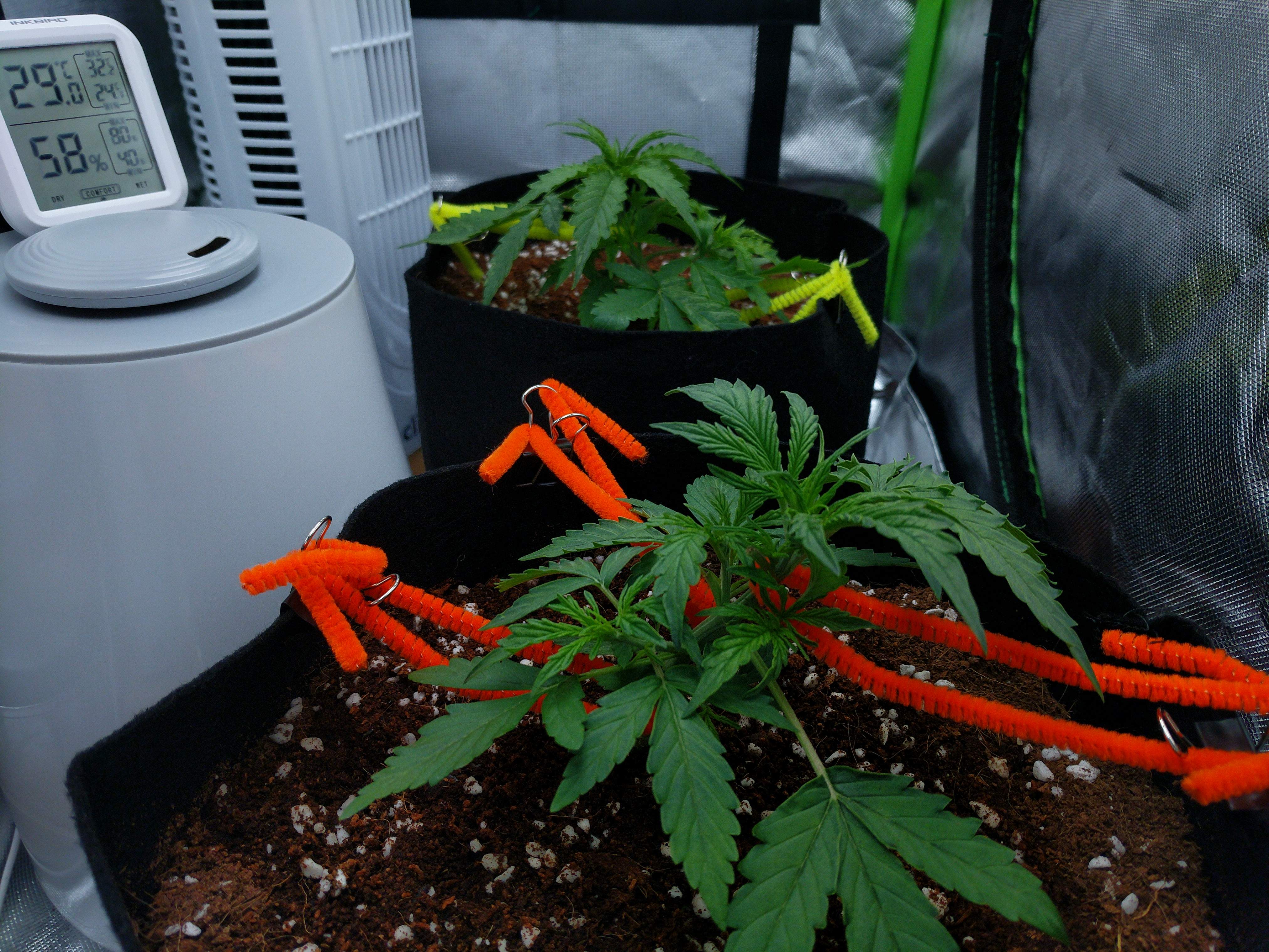 Northern Lights grow diary (journal) week4 by budmeister GrowDiaries