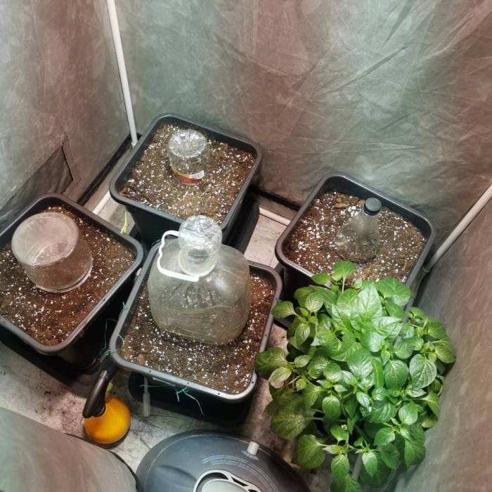 auto's . Week 0 - First day I am waiting for seeds to come out