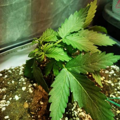 auto's . Week 3 - gelato