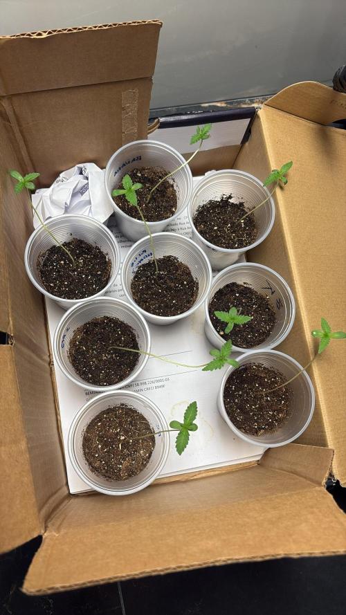 Winter Harvest. Week 1