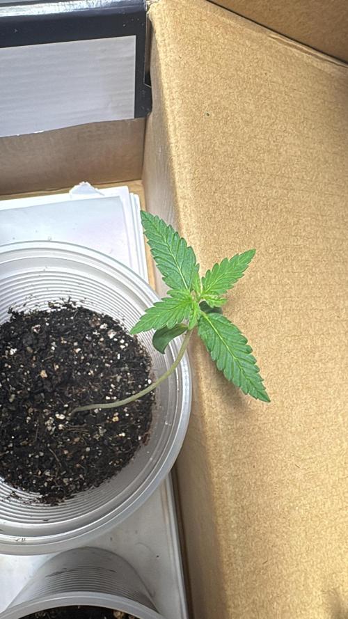 Winter Harvest. Week 2