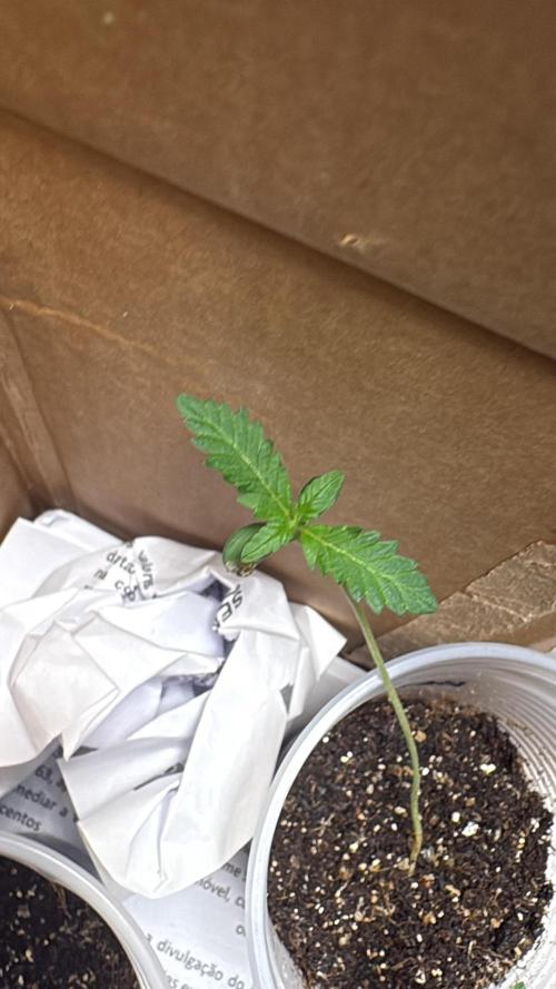Winter Harvest. Week 2