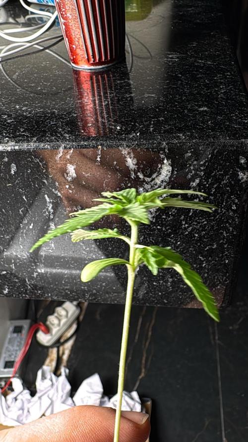 Winter Harvest. Week 3