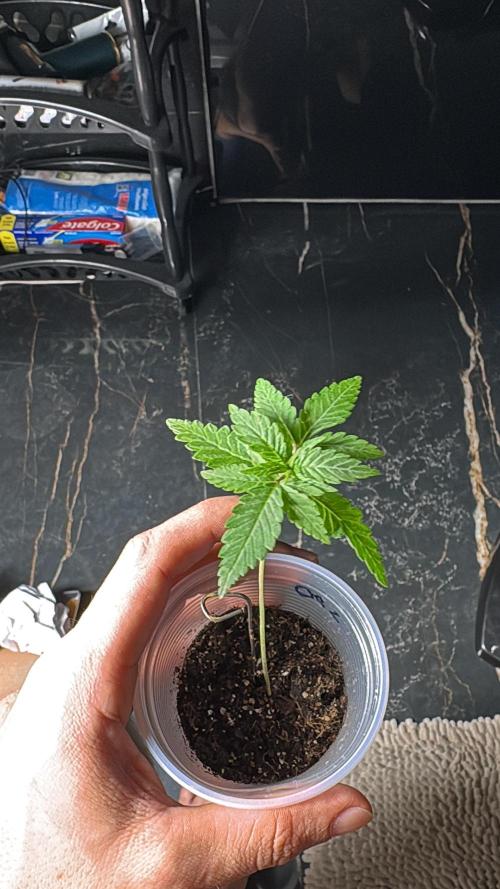 Winter Harvest. Week 3