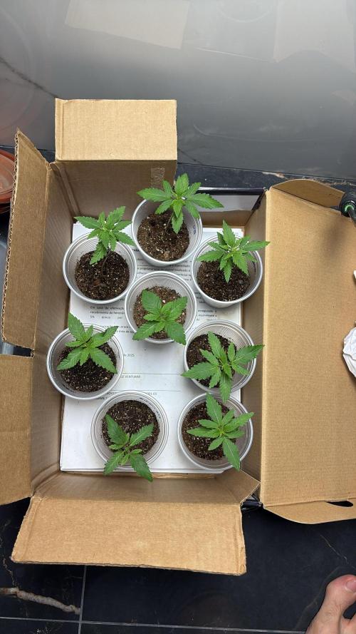 Winter Harvest. Week 3
