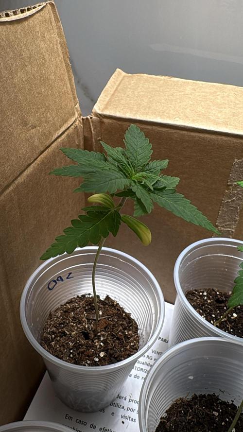 Winter Harvest. Week 3