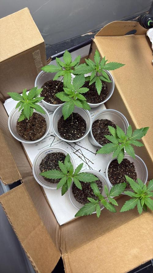 Winter Harvest. Week 3