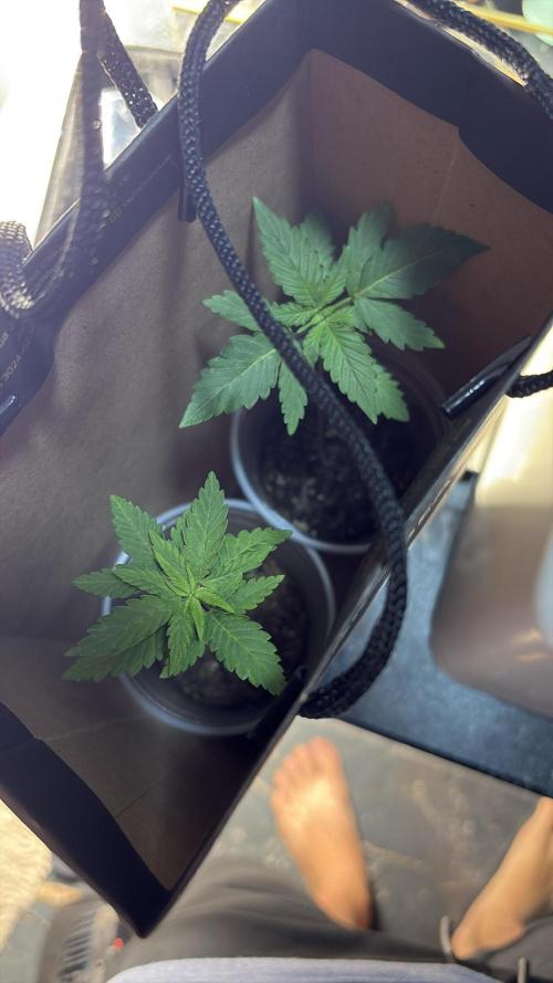 Winter Harvest. Week 3