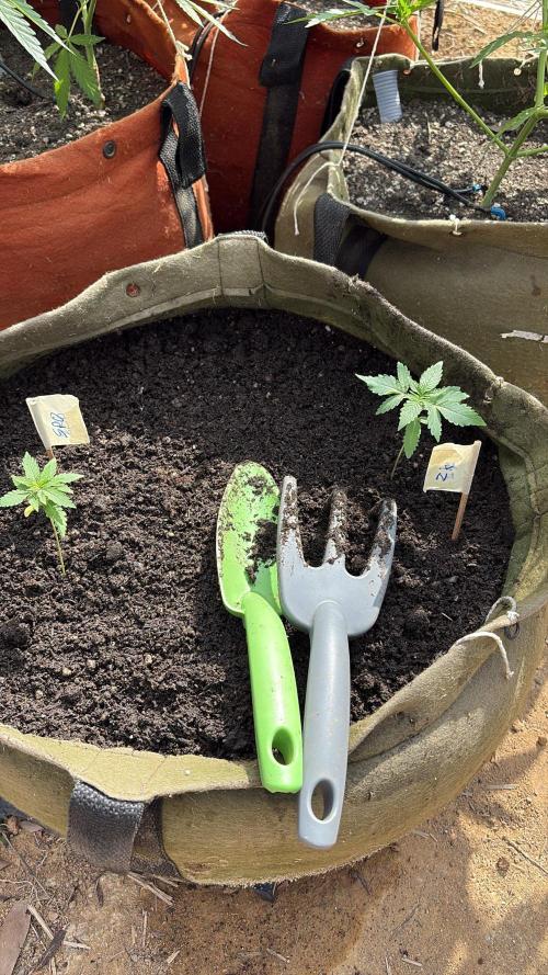 Winter Harvest. Week 3