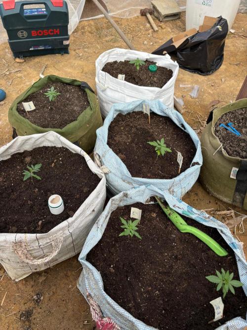 Winter Harvest. Week 3 - todas as plantas estão no outdoor, transplantadasem vasos de 50L