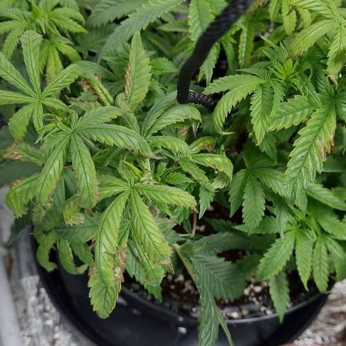 Rookie_grows