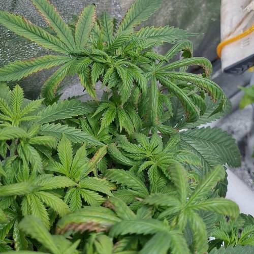 Rookie_grows