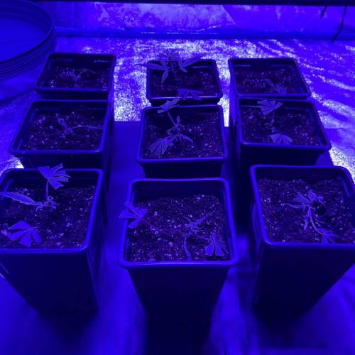 Growing_B