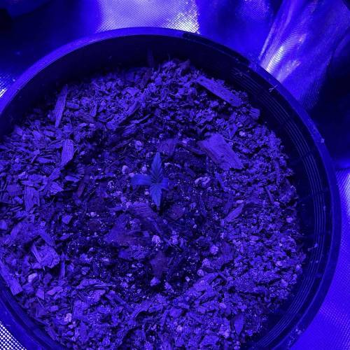 Autos and Random Photos. Week 2 - Chemsister x White Widow #1