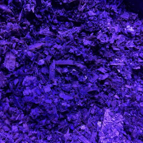 Autos and Random Photos. Week 2 - Chemsisyer x White widow #2