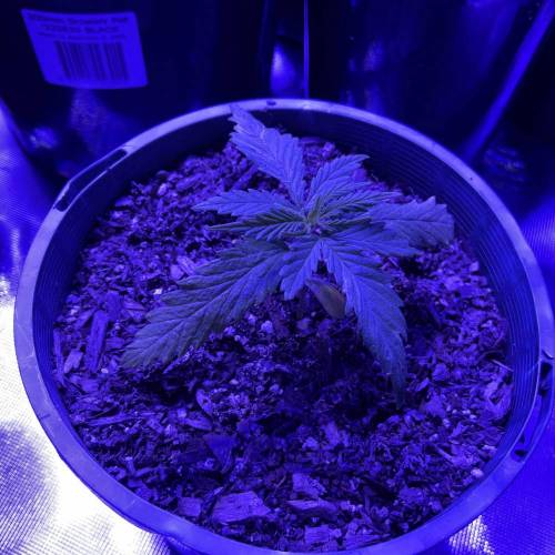 Autos and Random Photos. Week 2 - Random #1