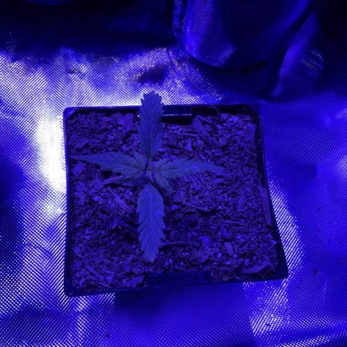 Autos and Random Photos. Week 2 - Random #2